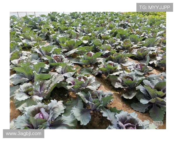 白菜效益分析：探讨种植与市场价格的关系